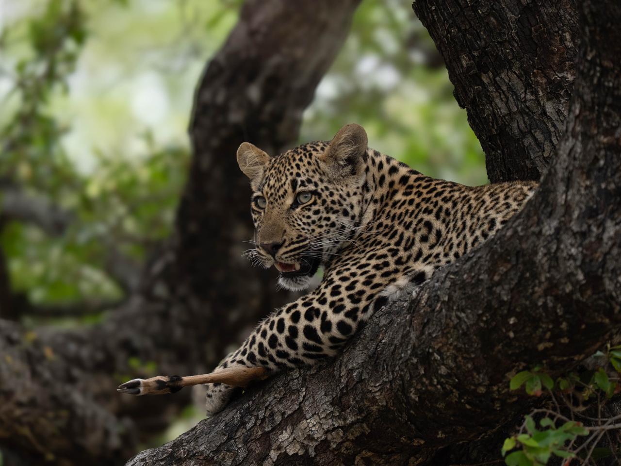Immersive luxury wildlife scene